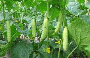 新黄瓜最新爆料新闻,揭秘神秘背后故事，带你走进黄瓜世界